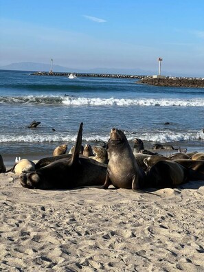 Beach - Channel Islands Beach Retreat (Oxnard)