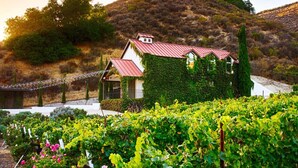 A house with a red roof and ivy-covered walls, surrounded by a vineyard. - The Vineyard House in the Pastures of Heaven (Corral de Tierra)