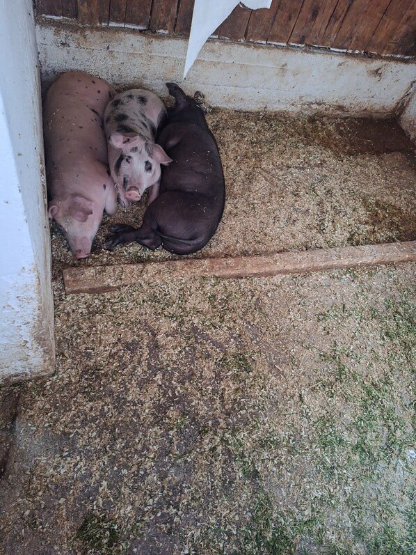 Tres porcs estirats en un recés de fusta amb llit de palla.