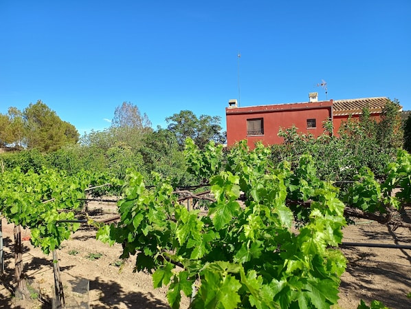 A vineyard with rows of grapevines, a red building with a chimney, and a clear blue sky.