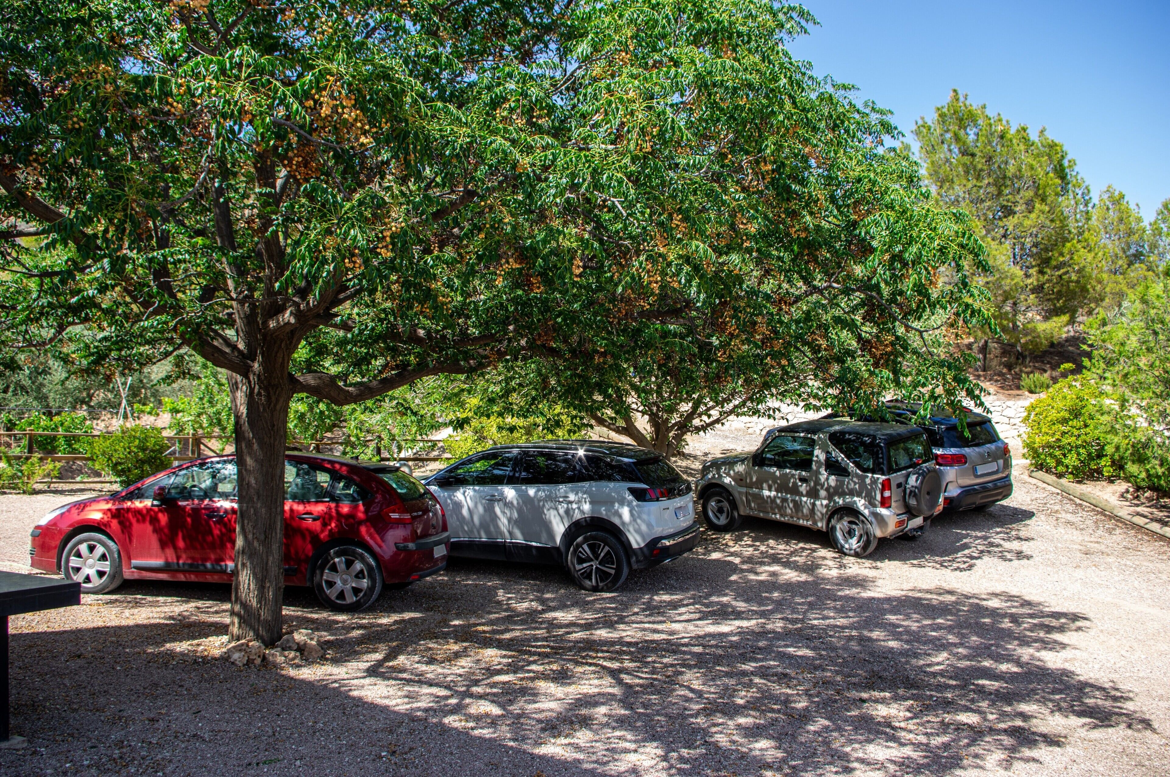 Three cars parked under a tree in a parking area.