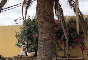 A palm tree, a potted plant, and a wall with climbing plants. - Vacation Home "Villa Bea I" with Mountain and Sea View, Wi-Fi, Garden & Terrace (San Bartolomé)