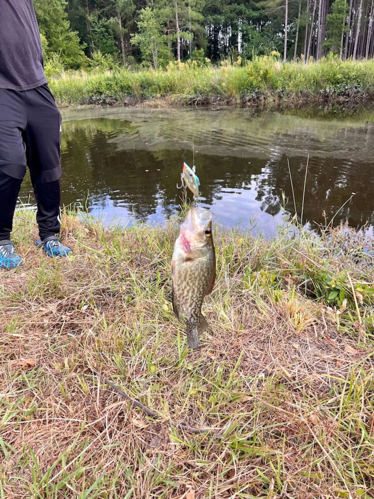 Eine Person hält einen Fisch mit einem Köder in einer natürlichen Umgebung in der Nähe eines Gewässers.