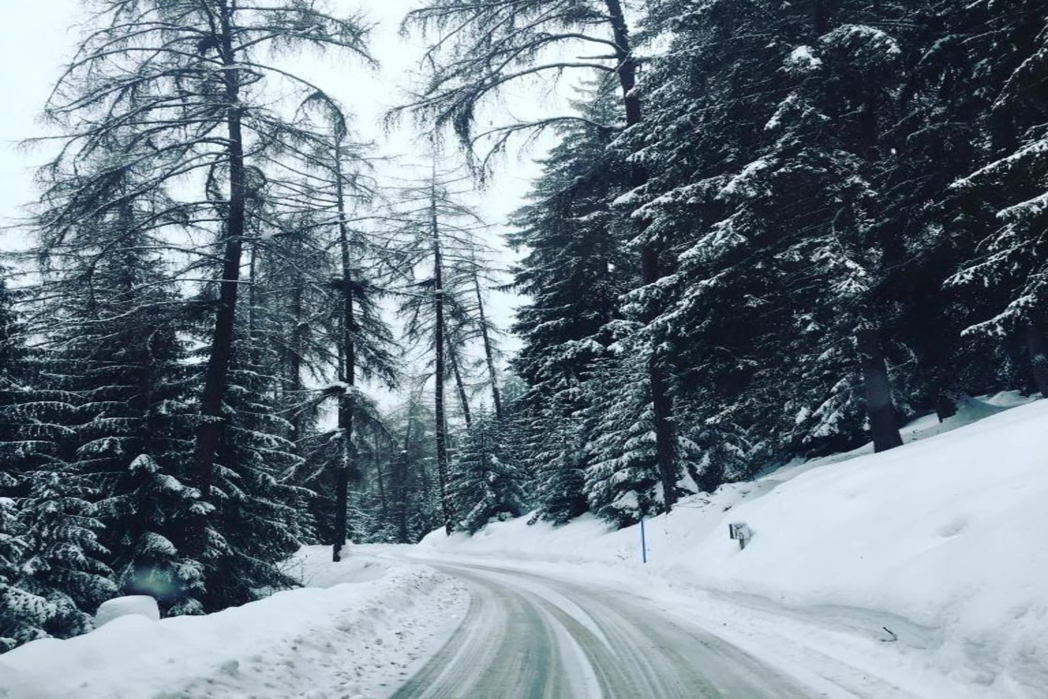 A snow-covered road flanked by tall evergreen trees.
