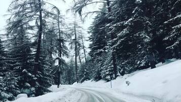 A snow-covered road flanked by tall evergreen trees.
