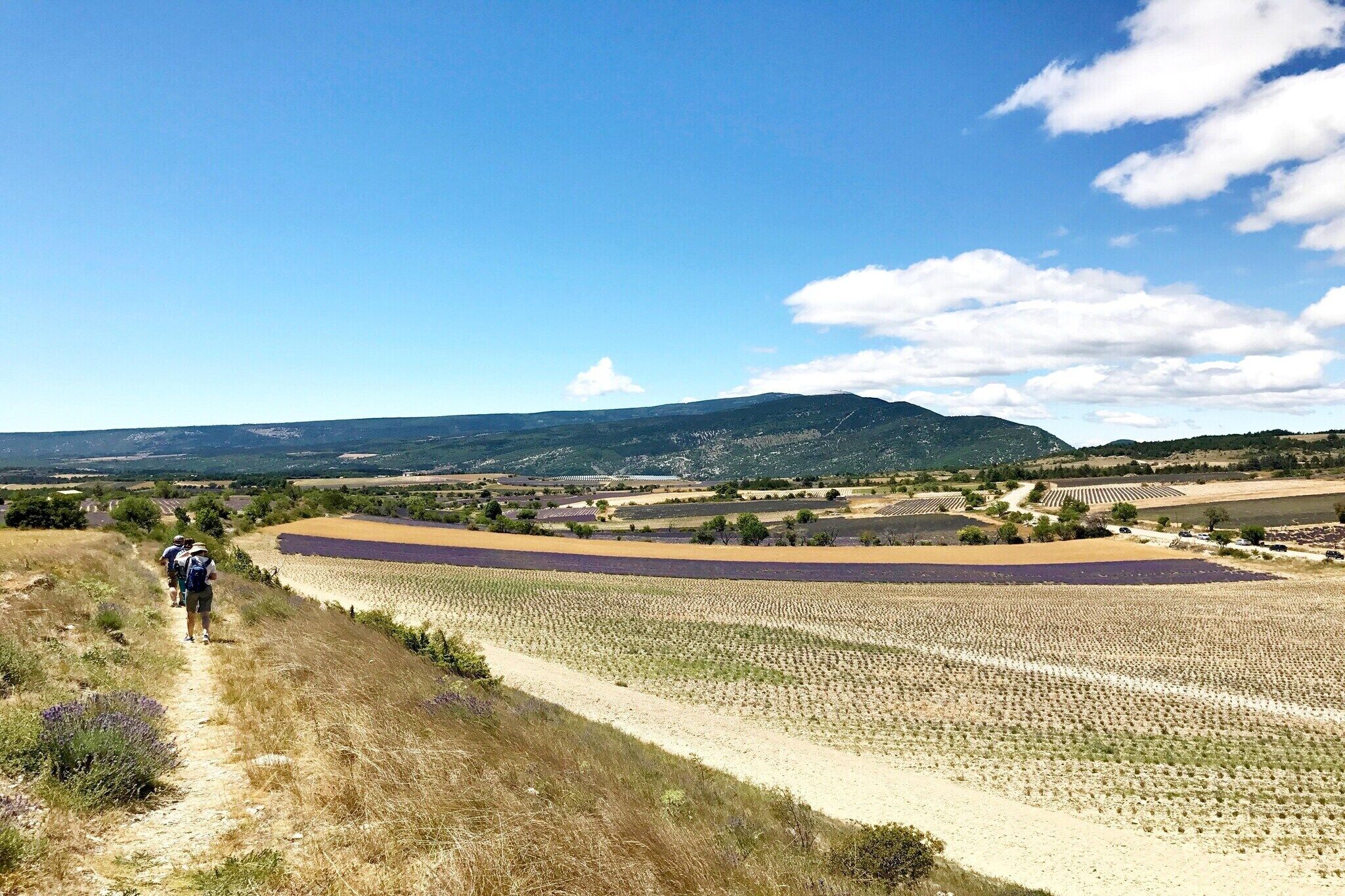 A rural landscape with a dirt path leading through fields and a mountain in the background.