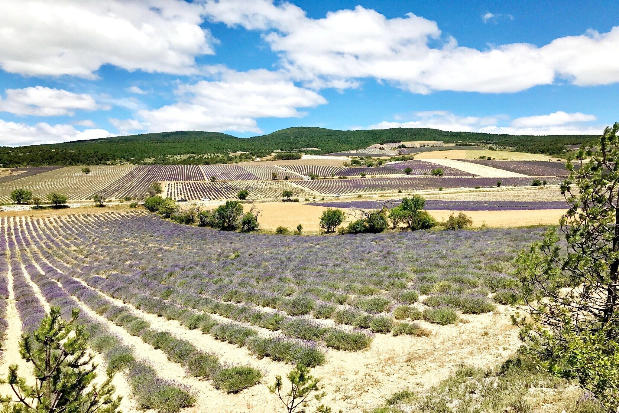 A lavender field with rows of lavender plants.