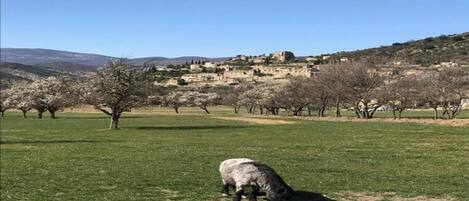 A rural landscape with a sheep grazing in a field, trees, and a hill with buildings in the background.