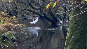 Um lago calmo rodeado de árvores, com alguns galhos a pairar sobre a água.