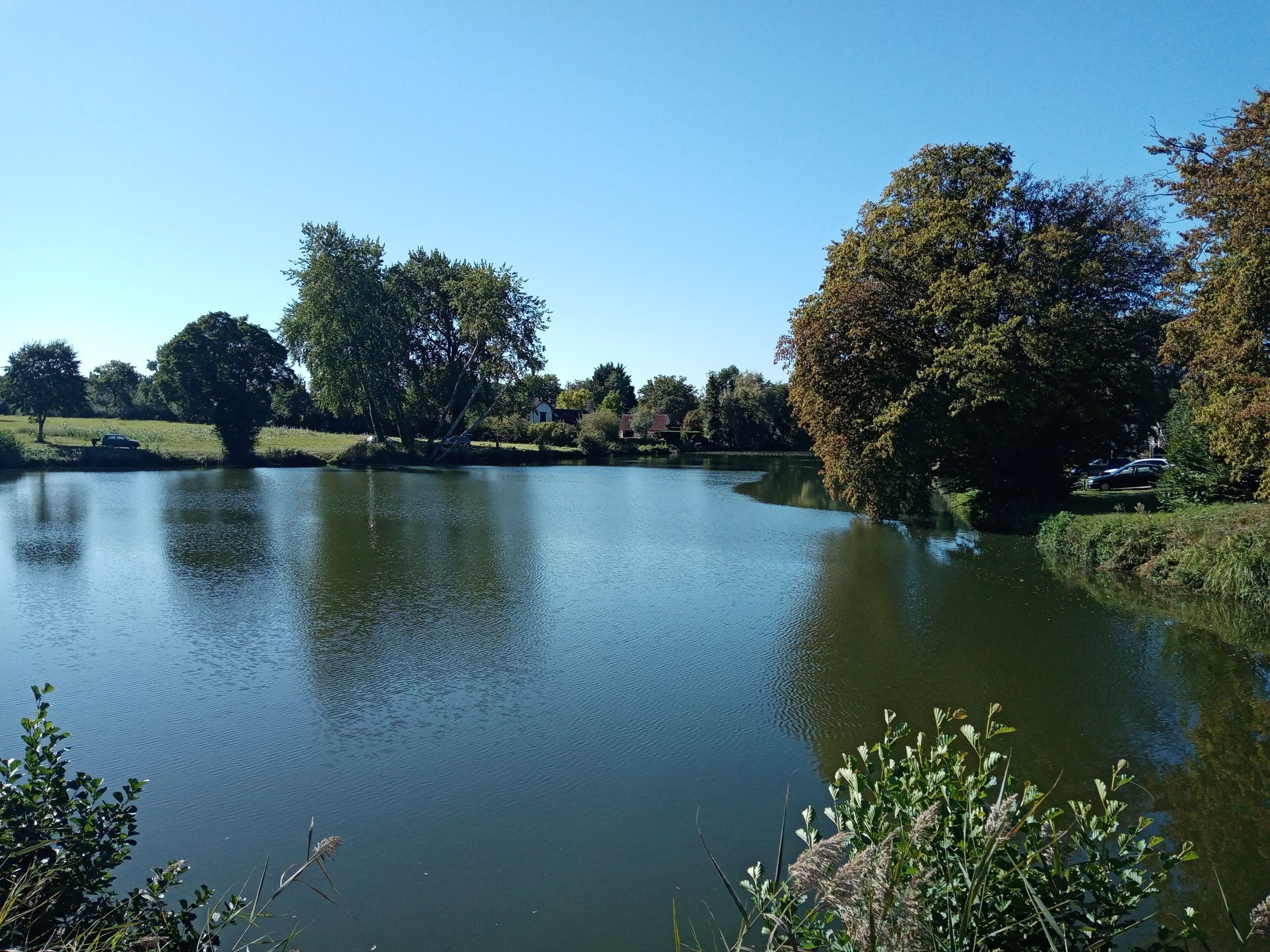 Un lac paisible, entouré d’arbres, avec une zone herbeuse à proximité.