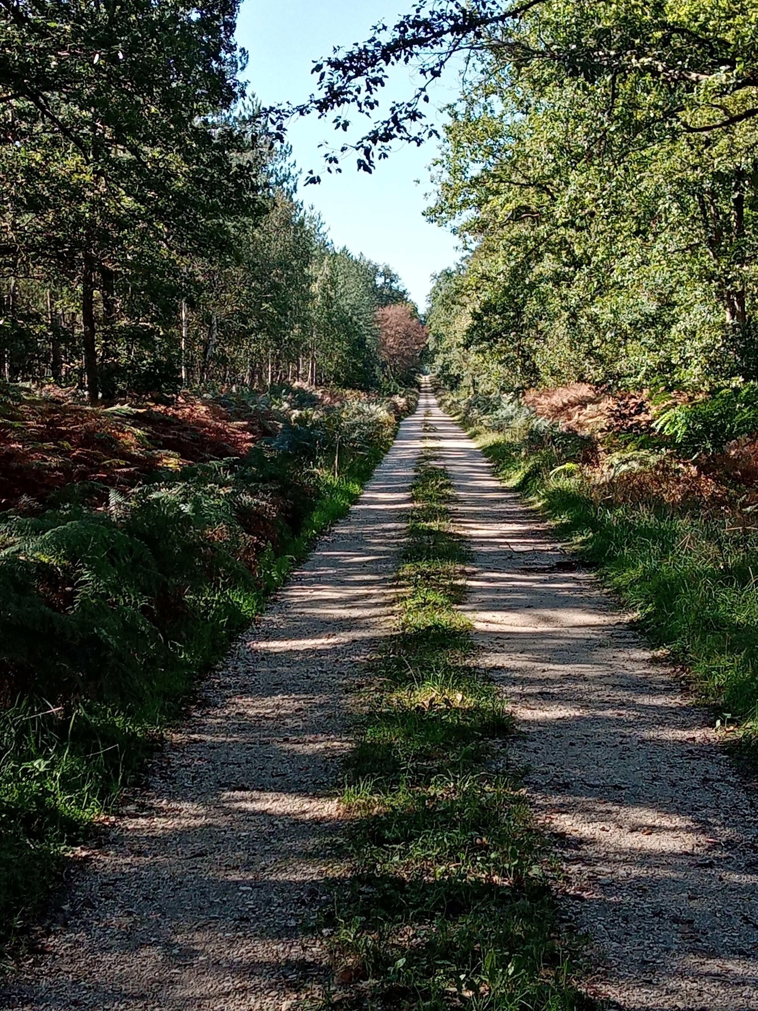 Un chemin de gravier bordé d’une végétation luxuriante et d’arbres, qui mène à une zone boisée.