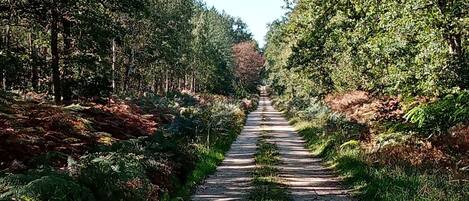 Un chemin de gravier bordé d’une végétation luxuriante et d’arbres, qui mène à une zone boisée.