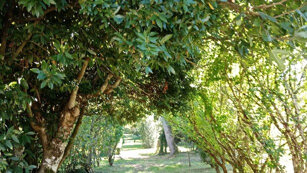 A shaded pathway surrounded by lush green trees.