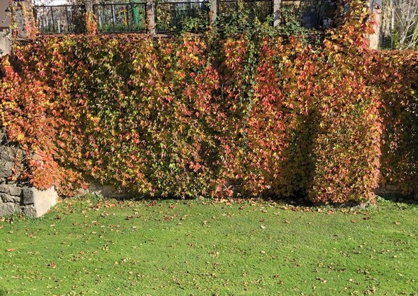 A hedge with autumn leaves in a garden area. - Romantic double room in a historic castle (Nürnberg)