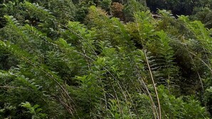 Una baita appartata immersa in una fitta foresta, circondata da vegetazione rigogliosa e alberi.