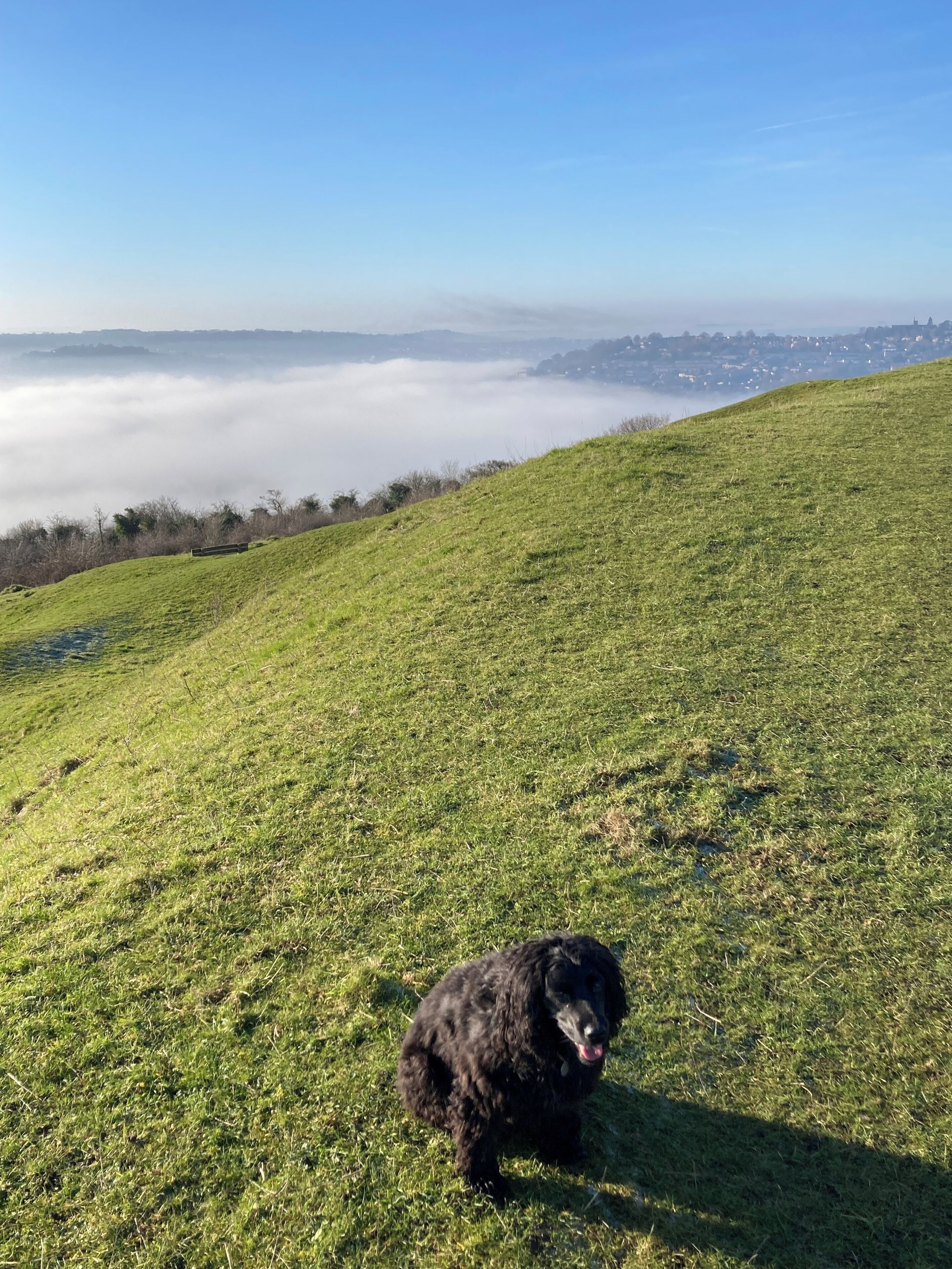 A grassy hill with a black dog in the foreground and a cityscape in the background.