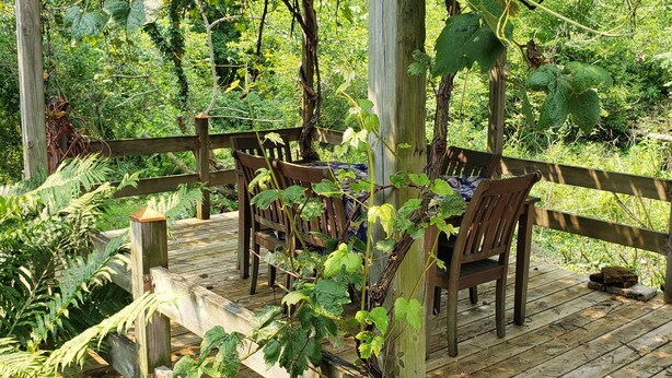 Een houten terras met een pergola, stoelen en varens.