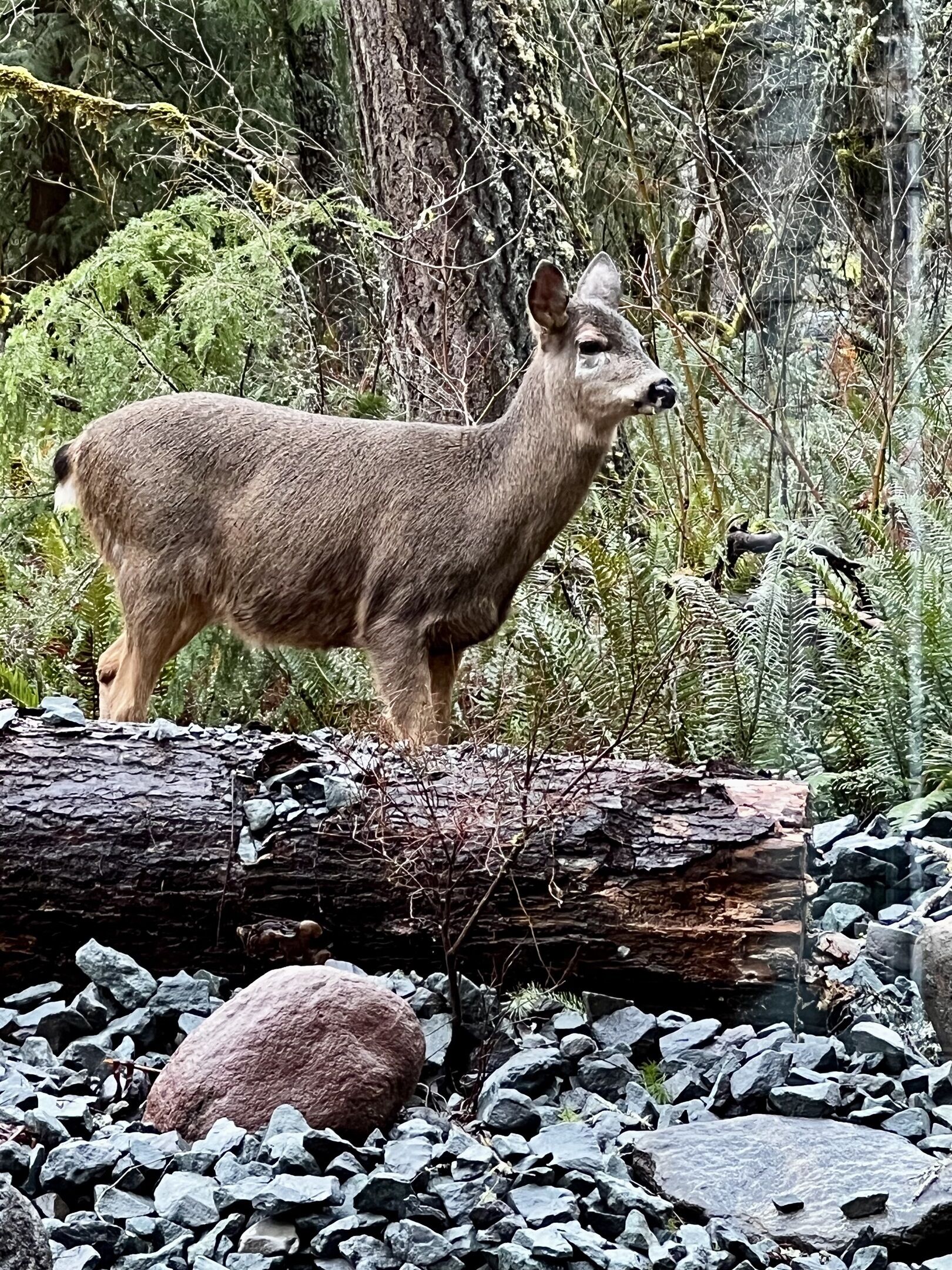 A deer standing on a log surrounded by rocks and greenery.