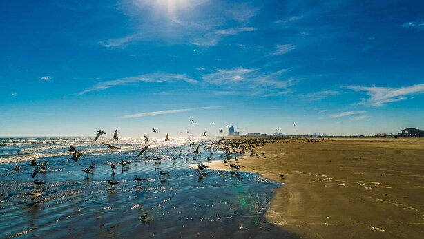 Room - Relax in the Heart of Galveston (Galveston)