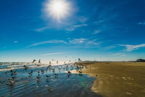 Room - Relax in the Heart of Galveston (Galveston)