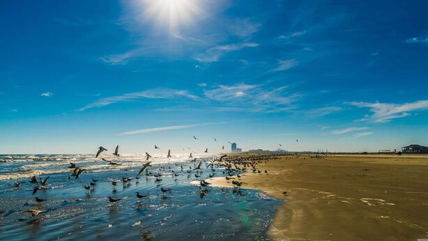 A beach with birds, a clear sky, and a distant city skyline. - Vacation in Style at the Beach (Galveston)