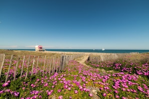 Un sentier côtier bordé de fleurs violettes, une clôture en bois et un phare qui se dessine à l’horizon.