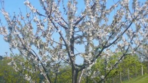 Un arbre aux fleurs blanches, sur une colline couverte d’herbe.