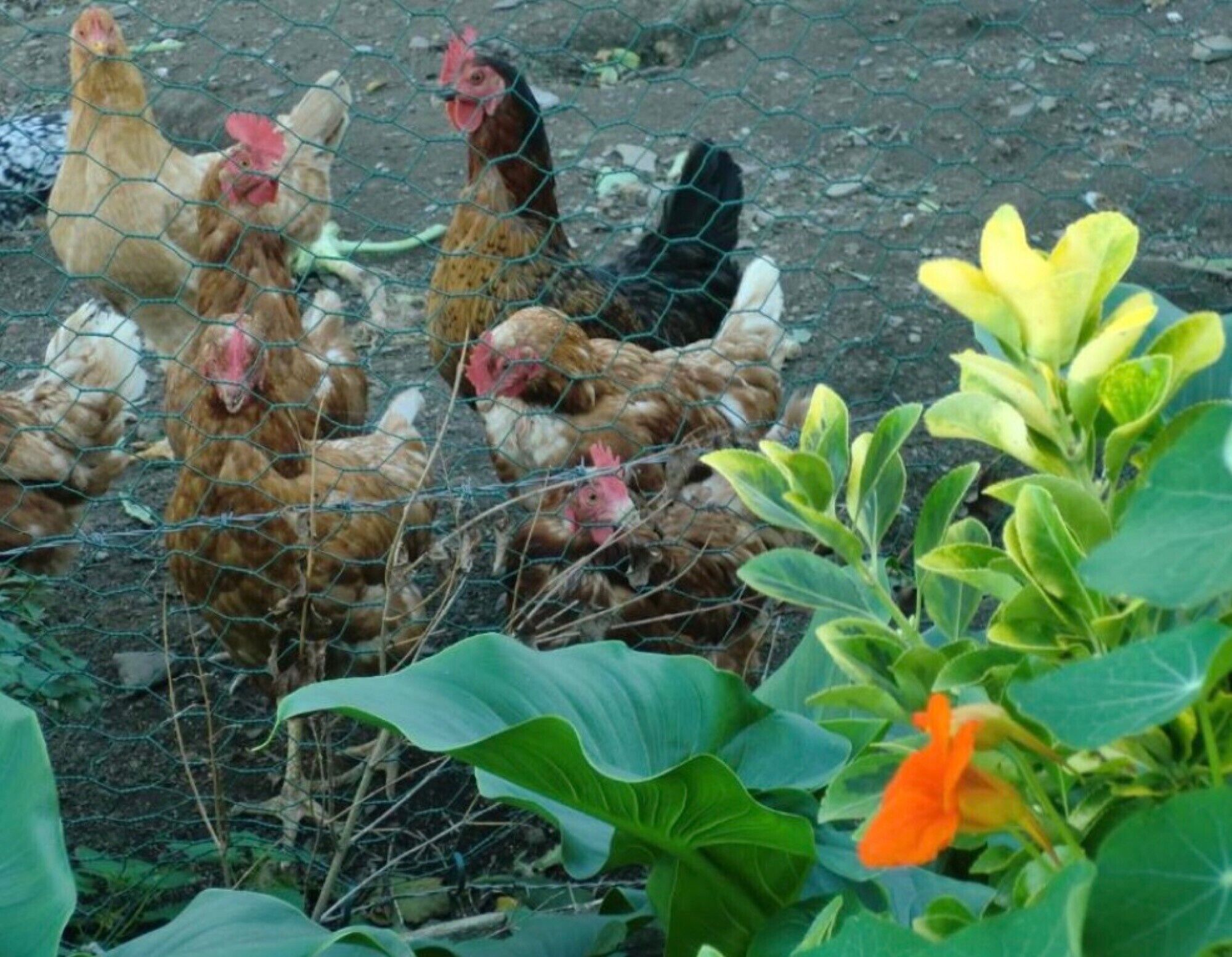 Un gallinero con cerca de alambre y follaje verde al frente.