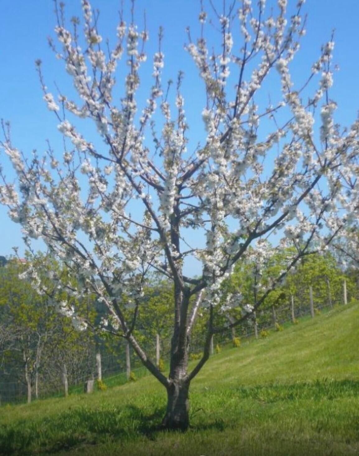 Un árbol con flores blancas sobre una colina cubierta de hierba.