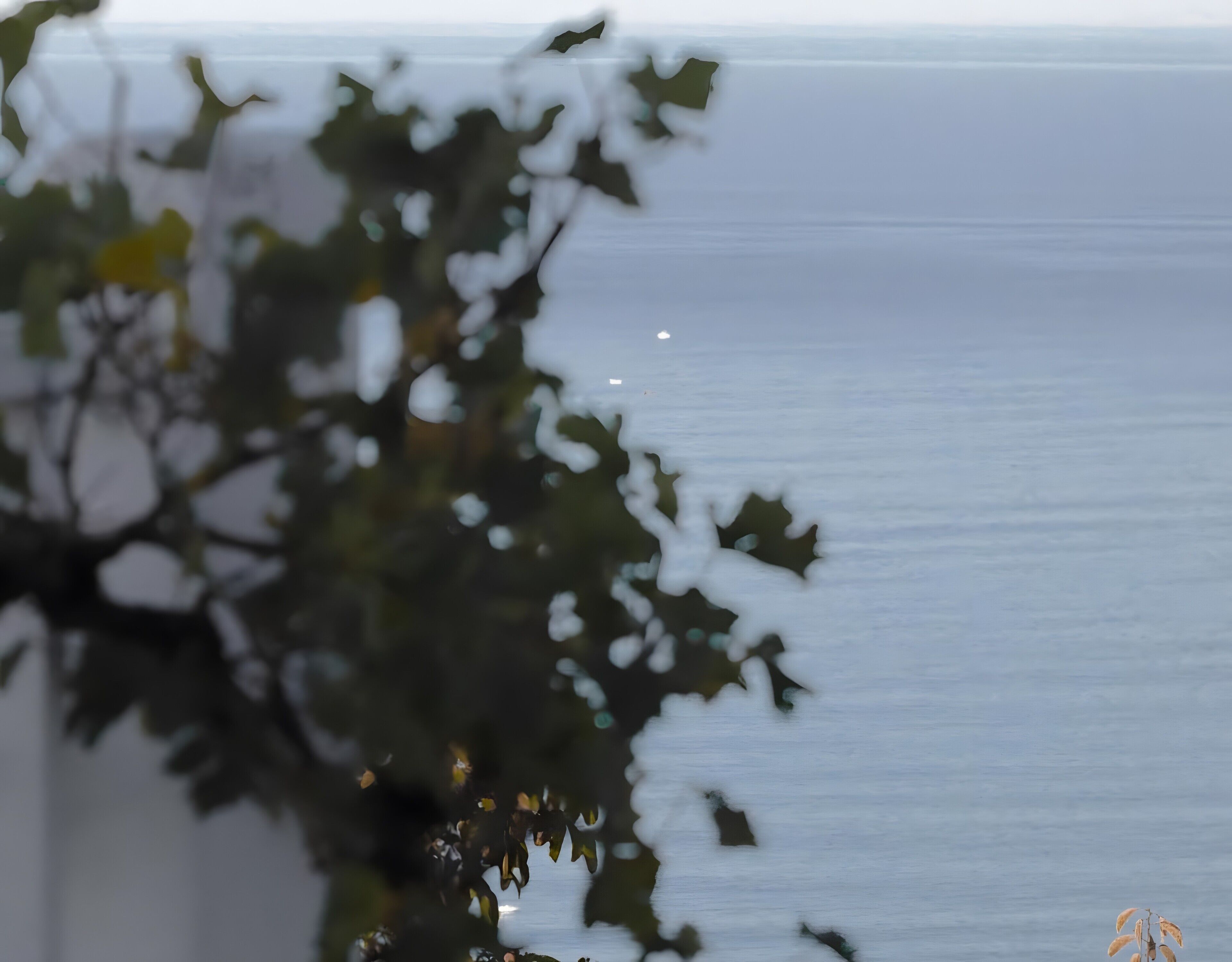Una vista borrosa de un cuerpo de agua con una rama de árbol al frente.