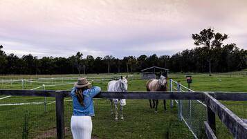 Un espace extérieur clôturé où se trouvent des chevaux, et une personne qui les observe.