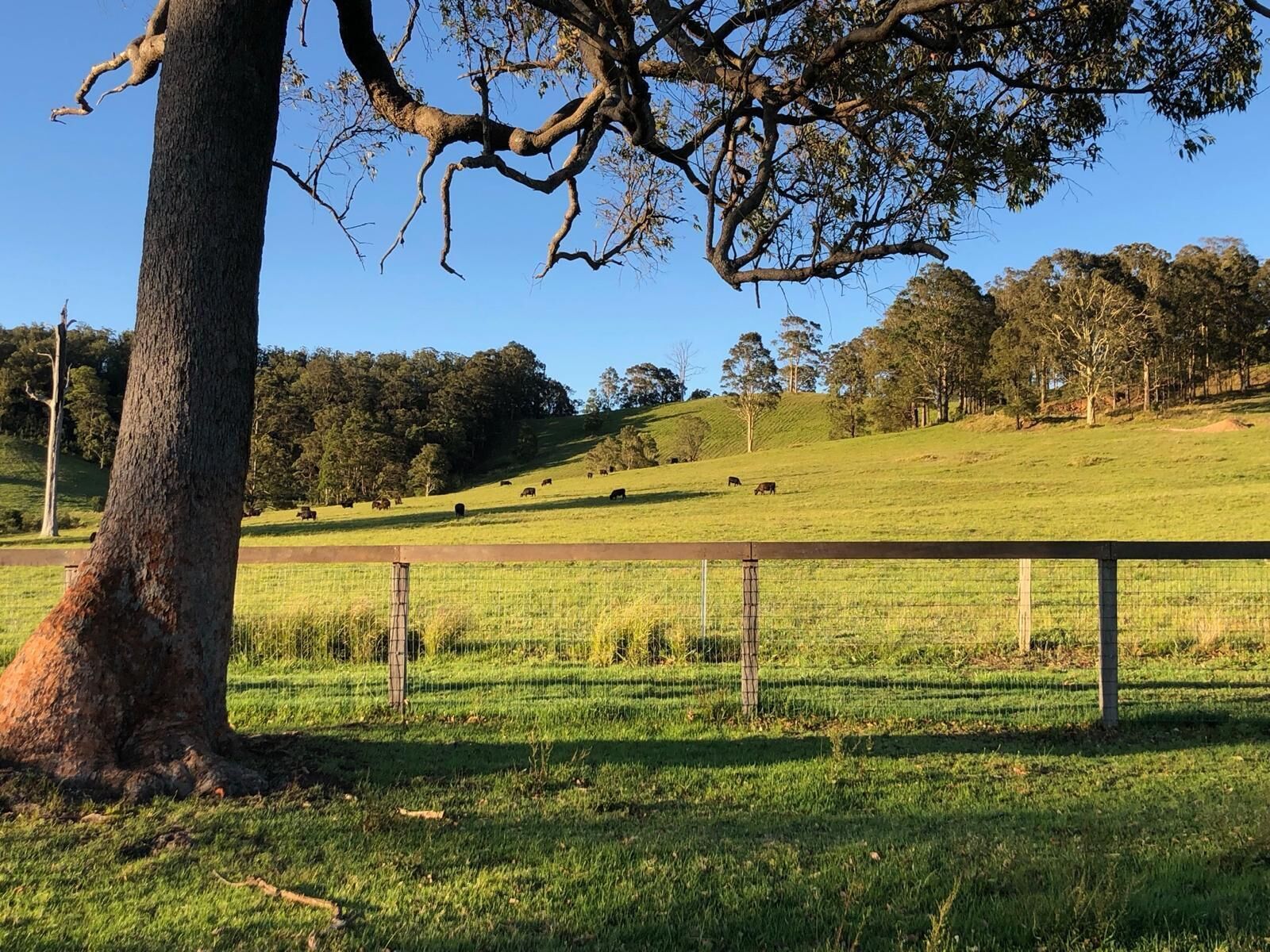 Un paisaje rural con un cercado, árboles y cielo despejado.
