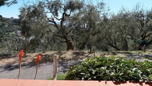 Vista de olivos y un camino pavimentado con un muro de ladrillo al frente.