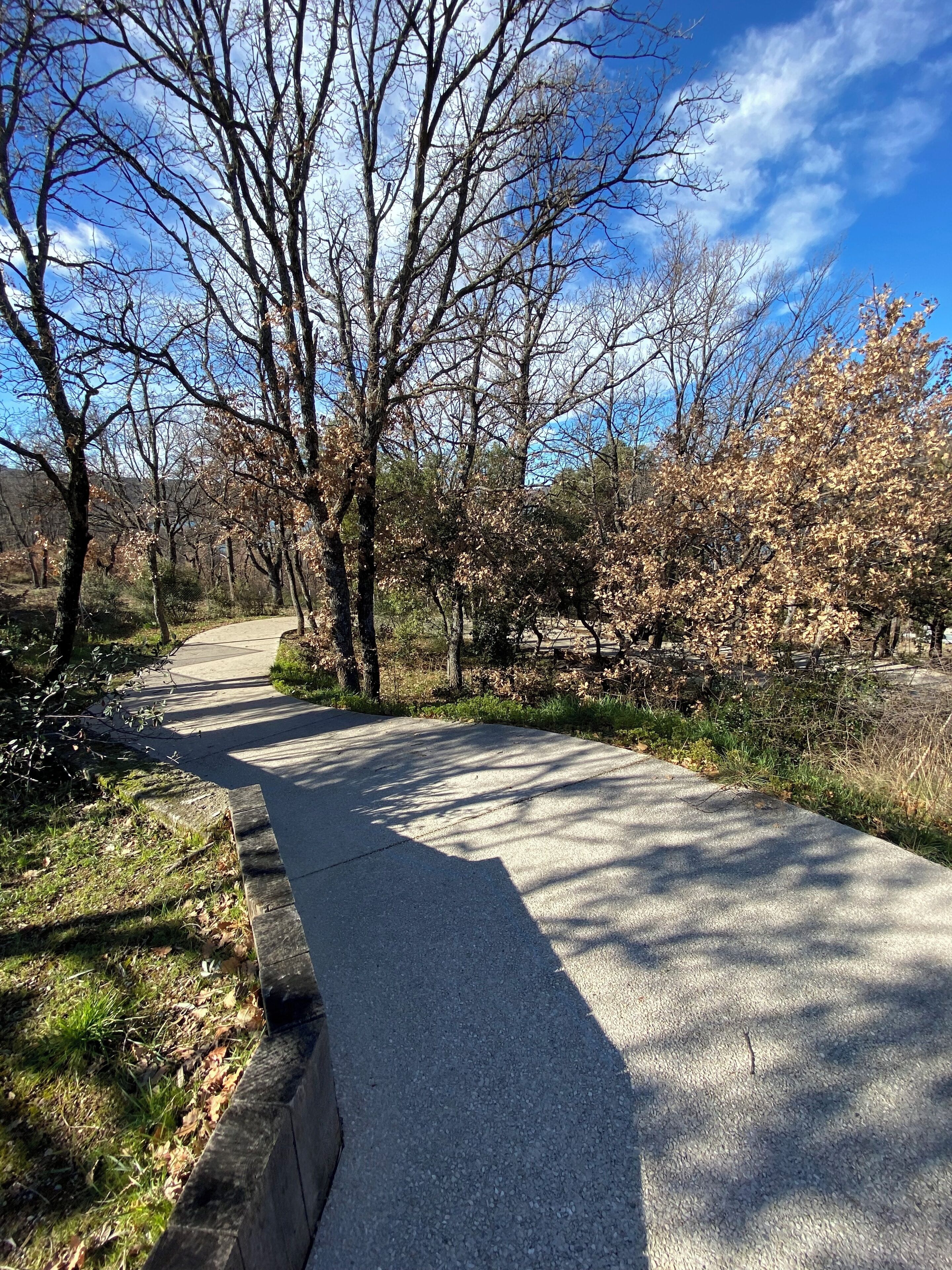 Un camino pavimentado en un parque, flanqueado por árboles y césped.