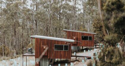 White-bellied Sea Eagle Studio
