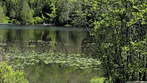 Un muelle sobre el lago con una plataforma de madera, rodeado de abundante vegetación y árboles.