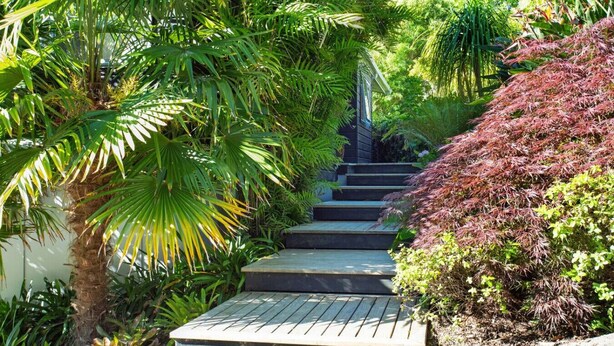 Un escalier entouré d’une végétation luxuriante, notamment de palmiers et d’arbustes à feuilles rouges.