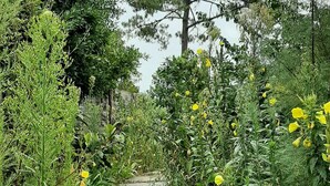 A stone pathway leading through a garden with various plants and a tall tree in the background.