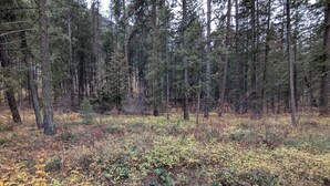 A forested area with a wooden deck.