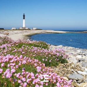 A lighthouse on a rocky shore with pink flowers in the foreground.