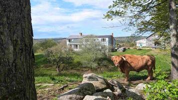 A rural landscape with a house, a cow, and a stone wall.