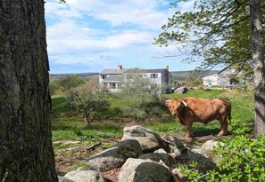 Un paysage rural avec une maison, une vache et un mur de pierres.