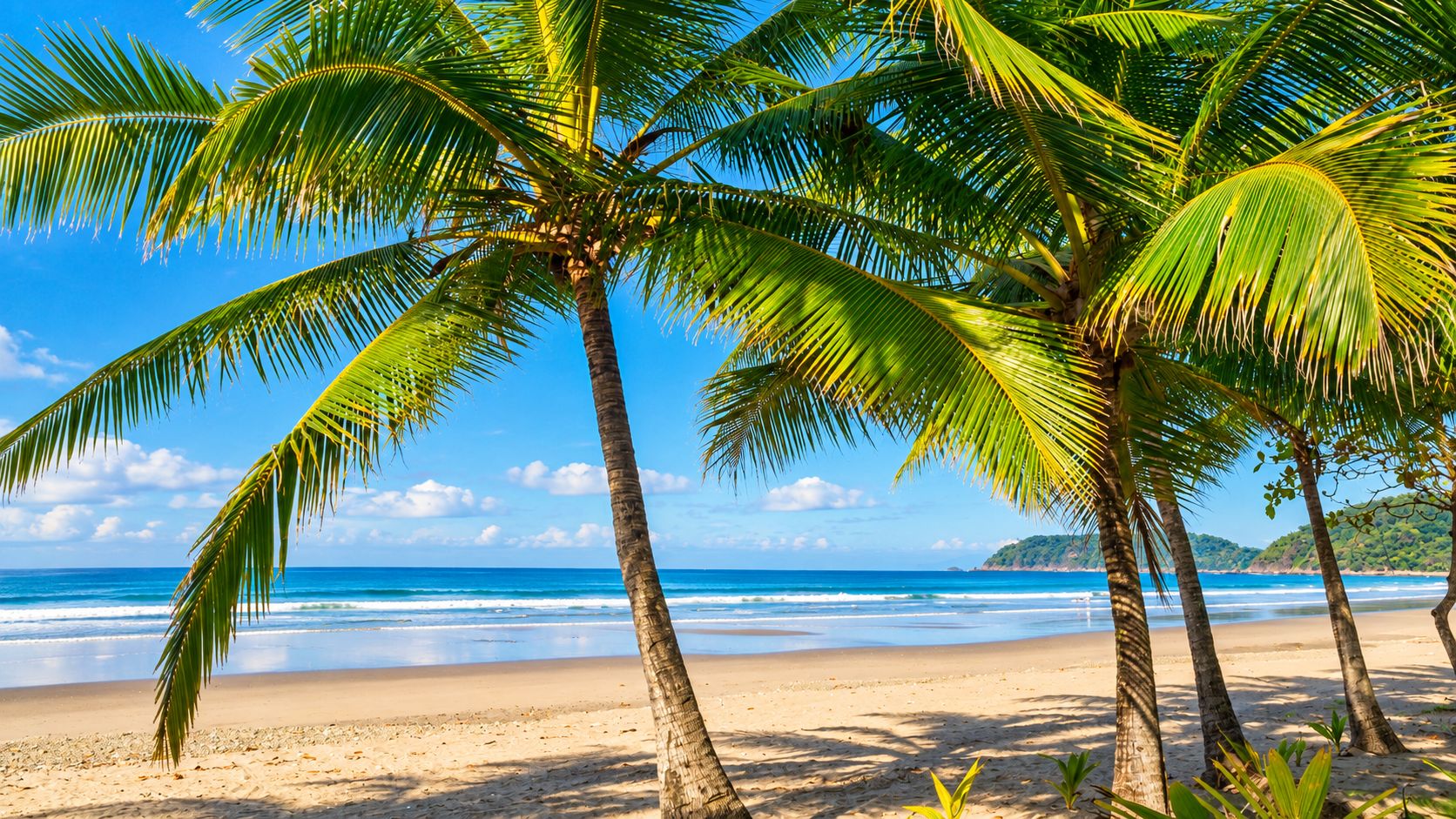 A beach with palm trees and a clear blue sky.