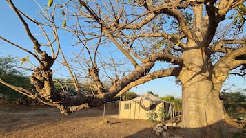 Un grand arbre, avec une petite structure simple en arrière-plan.