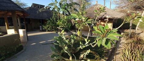 A courtyard with thatched-roof structures, a cactus plant, and a gravel path.