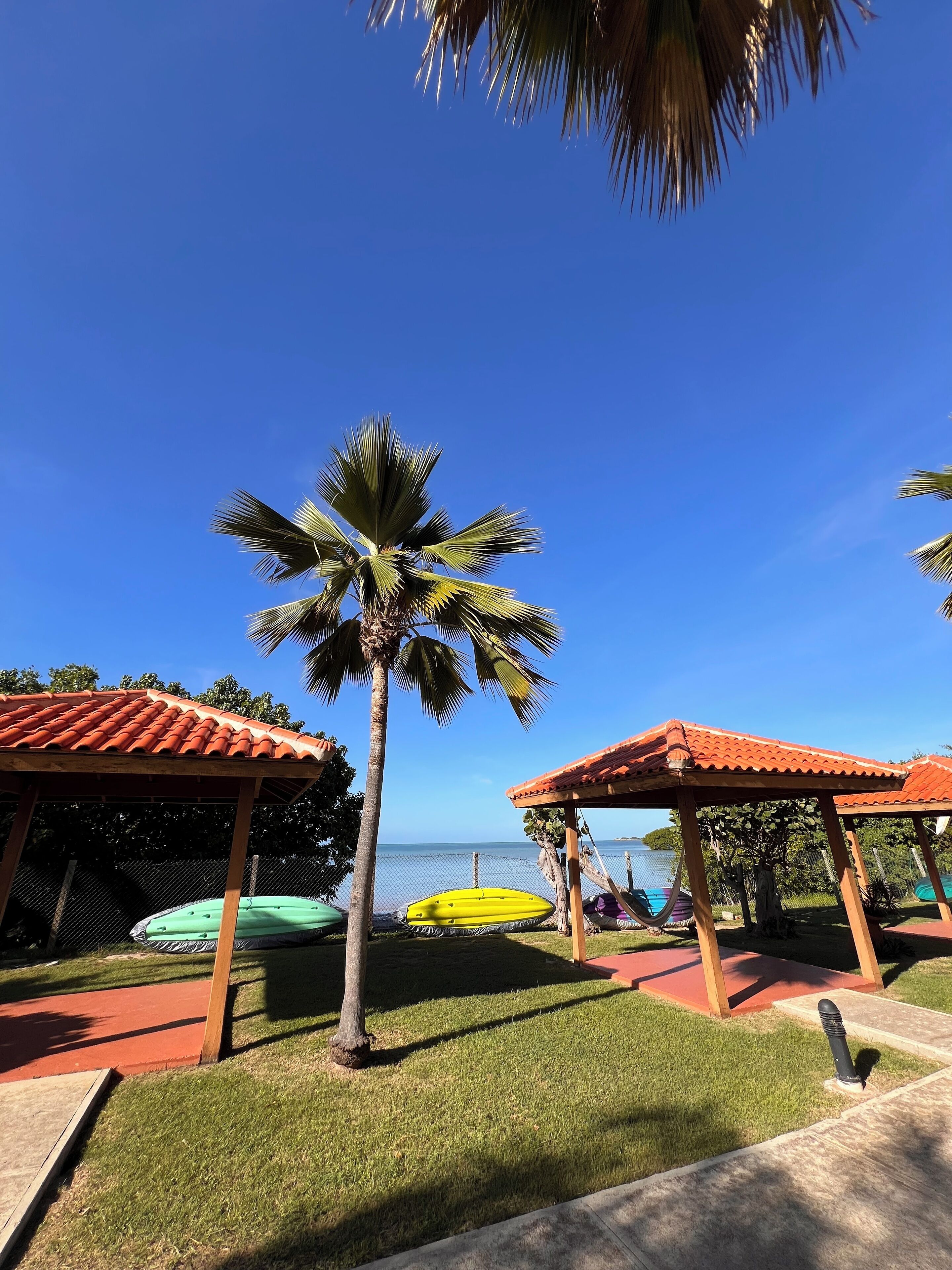 Un espacio exterior soleado con una palmera, edificios con tejados rojos y vistas al mar.