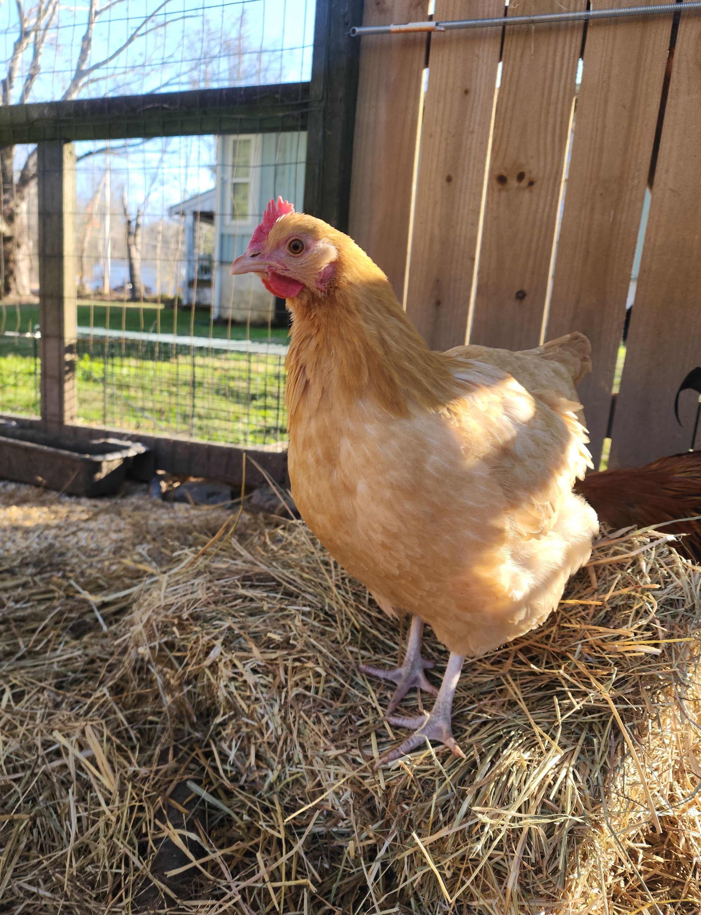 Une poule se tient sur de la paille dans un poulailler, entouré d’une clôture en bois et d’un grillage métallique.