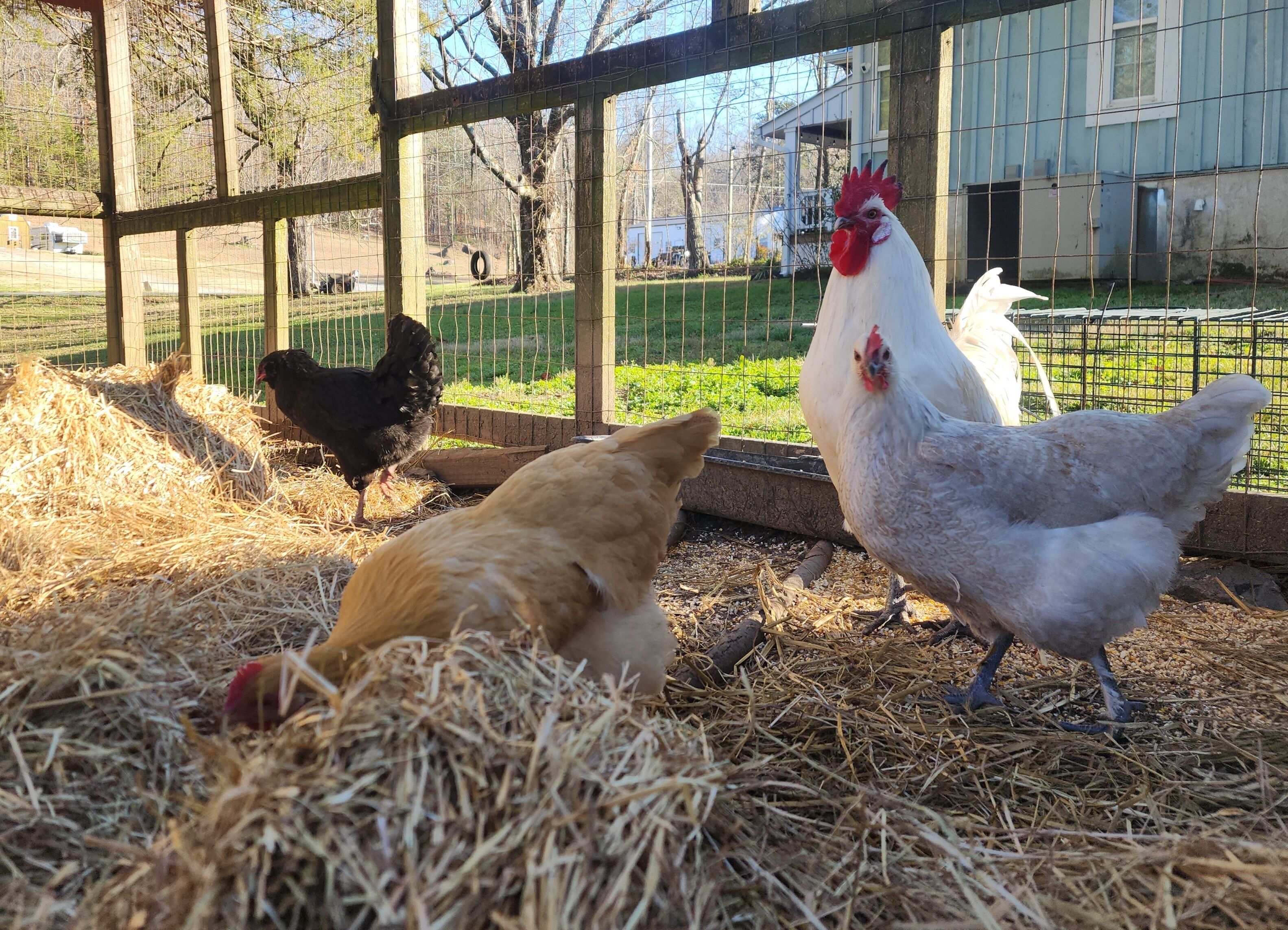 Un poulailler avec une clôture en bois, du foin et une poule blanche.