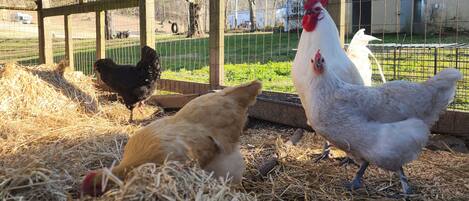 A chicken coop with a wooden fence, hay, and a white chicken.
