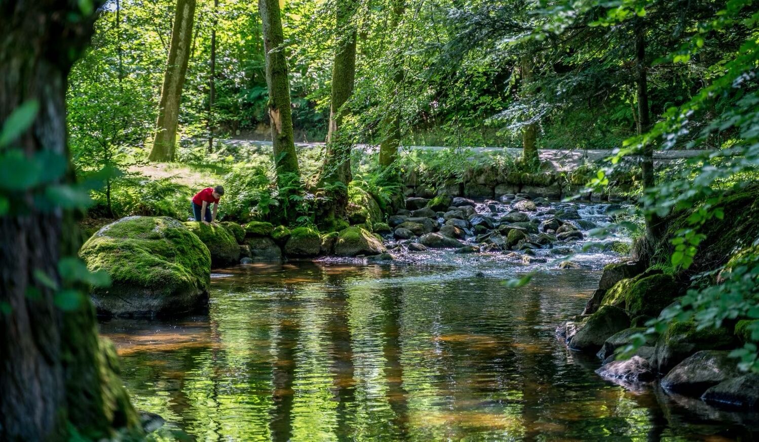 A natural outdoor setting with a stream, rocks, and trees.